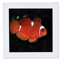 3drozni klownfish - kvadrat quilt, po