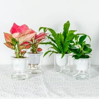 Ana Clear za samostalni sadnica za zalijevanje za zatvorene i vanjske biljke Cvijeće Biljke