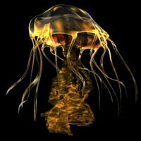 Jellyfish je grabežljivac mora koji ulazi svoj plijen otrovnim tentaklom