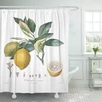 Slikanje limunovog voća cvjetni botani vrtni botanički vintage citrusni kupatilo za kupanje zavoja za