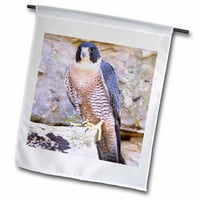 Peregrine Falcon, ptica porijekla od nas - na dno - David Northcott Garden Flag FL-83817-2