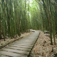Dizajn slike DPI Havaji Maui Kipahulu Haleakala Nacionalni park Trag kroz bambusovu šumu na Pipiwai