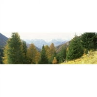 Stabla ariša sa planinskim opsegom u pozadini Dolomites Cadore Province of Belluno Veneto Italija Poster