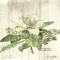 Magnolia de printEmps v Poster Print Sue Schlabach 58317