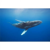 Gumpback Whale Megaptera NovaeaNgliae Podvodni - Havaji Sjedinjene Američke Države Poster Print - In