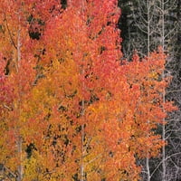 Jesen ukidanje asperana, planina Boulder, Utah, USA Poster Print
