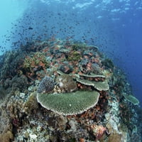 Lijep koraljni greben uspijeva u plitkoj vodi u Indonezijskom Bandovom moru. Print postera Ethan Daniels