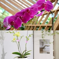 Rosarivae Orchid Clips Garden Clower Gardening Bonsai Oblik Oblika Oblici klipovi sa vinovim klipom