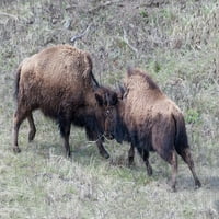 Nacionalni park Yellowstone Nacionalni park Dva mlada bizona igranje za borbu za print Ellen Goff