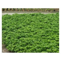GroenSandra Terminalis 'Green Sheen' Gnhoch - gole korijenske biljke