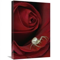 in. Goldenrod Crab Spider on Rose, Aljaska Art Print - Michael Quinton
