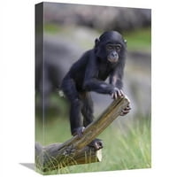 Globalna galerija u. Bonobo beba na zapisu, porijeklom u Afriku Art Print - San Diego Zoo