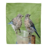Bacanje pokrivača toplo ugodno print flanel par maloljetnih istočnih plavih ptica Sialia Sialis sjedi