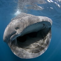 Kitova morski pas hranjen na plankton u blizini površine na Isla Mujeres, Meksiko. Poster Print VwPics