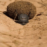 Zimbabve. Dung Beetle Insekt Rolling Dung Ball Poster Print Michele Benoy Westmorland