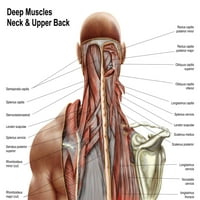 Ljudska anatomija koja prikazuje duboke mišiće u vratu i gornjem leđima