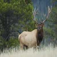 Rocky Mountain Bull Elk Poster Print Ken Archer