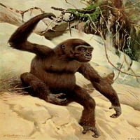 Wild Wile World of World Gorilla Poster Print Friedrich Wilhelm Kuhnert
