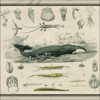24 X36 Galerija poster, Der Wal i Seine Nahrung Whale 1848
