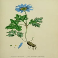 Engleski Botany Blue Mountain Anemone Poster Print Jamesa Sowerby