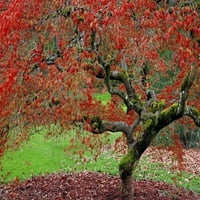 Seattle japansko javorno drvo u arboretumu don paulsona