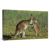 Global Gallery In. Istočna siva kengur majka sa Joey-om, Australija Art Print - Cyril Ruoso