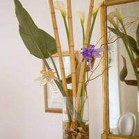 Gladni zmaj za orhideju orhideju postrojenje za postrojenje za biljnu lozu Vrt cvjetni nosač