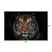 Laminirani Sumatran Tiger izbliza portret Panthera Tigris Sumatrae Wild Animal Big Cat Photo Poster
