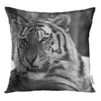 Tiger The Panthera Tigris je najveća vrsta mačaka IT treće bacanje jastučnice za jastuk
