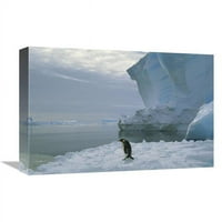Global Galerija in. Car Penguin hoda preko leda, ekstroma ledena polica, sdrijelsko more, antarktika