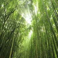 Bamboo Grove Poster Print Shin Terada