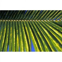 Meksiko, Rivijera Maja, Park prirode Chankanaab - Cozumel, palminski list Print, 12