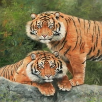 Par Sumatran tigrova. Ulje na platnom plakatu Ispis Davida Stribtbli