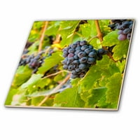 Klasteri grožđa Grenache u dolini Yakima, WA, vinogradara Keramička pločica CT-347867-2