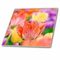 3drose prekrasan crveni i bež tulip među šarenim cvjetovima - keramičkim pločicama