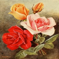 Rose Gardens Yllw, PK, crvene ruže Poster Print M. Astley West