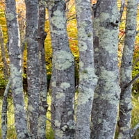 Maine. Drvene debla sa lišajevima i šarenom pozadinom, prirodi prirode Sieur de Monts. Print postera
