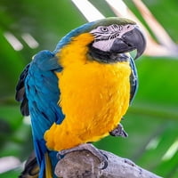 Plavo-žuta Macaw Lisa S. Engelbrecht