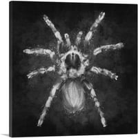 Tarantula Spider Crno bijelo platno Art Print - Veličina: 12 12
