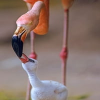 Karipski veći flamingo sa pilićem Tim Fitzharrisom