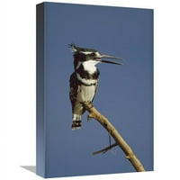 Globalna galerija u. Pied Kingfisher Kingting, Kenija Art Print - Tim Fitzharris