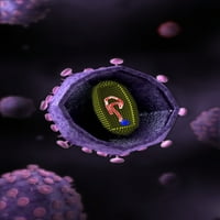 Mikroskopski prikaz virusa HIV-a, presjek plakata ispisa
