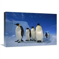 u. car penguin grupa u blizini Ekstrom ledene police, sdrijellsko more, antarktika Art Print - Tui de