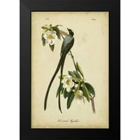 Audubon, John James Black Moderni uokvireni muzej umjetnički print pod nazivom - Audubon Flink flycatcher
