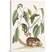 Ground Squirrel Canvas Art Print Mark Catesby - Veličina: 12 8