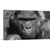 Angry Gorilla Home Decor platno Art Print - Veličina: 18 12
