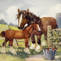 Omiljene životinje c. Poster konja i kaola Ispis nepoznatog