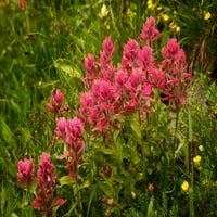 Kolorado, planine San Juan Rosy Paintbrush Cvijeće u Yankee Boy Bawin kredit AS: DON GRALL JAYNES GALERIJA