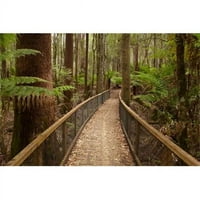 Posterazzi PDDAU01DWA visoki drveće hodam poljem Nacionalni park Tasmanija Australija Poster Print od