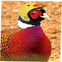 Eastjing Bird kaciga za pileću kacigu Bird Sigurnosna kaciga Mali kućni ljubimac Tvrdi šešir Papagaj